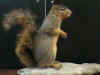 squirrel.JPG (156947 bytes)