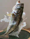 bass2.JPG (93108 bytes)