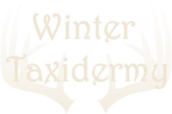 Winter Taxidermy