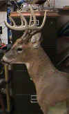 deerleftside1.JPG (76450 bytes)