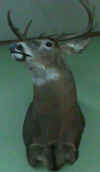 deeronwall1.JPG (73347 bytes)
