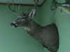 deeronwall2.JPG (100345 bytes)