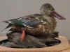 duck1.JPG (109679 bytes)
