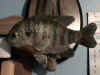 fish2.JPG (131340 bytes)