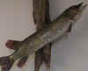 fish4.JPG (78340 bytes)