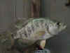 fish5.JPG (92406 bytes)