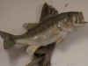 fish6.JPG (90449 bytes)