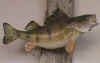 fish7.JPG (59810 bytes)