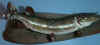fish9.JPG (60452 bytes)