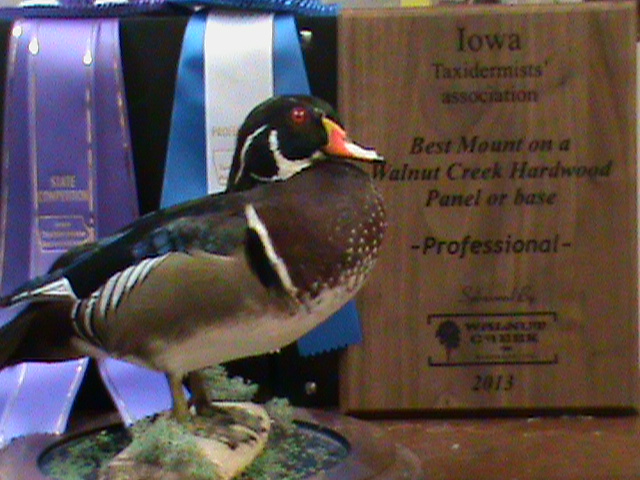 Wood Duck
