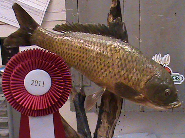 Carp