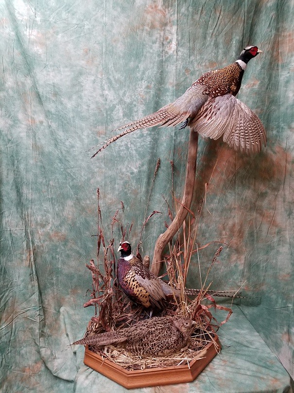 Pheasant taxidermy mount on a natural base