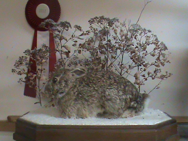 Cottontail Rabbit