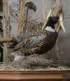 pheasant1.JPG (107830 bytes)