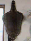 racoon pelt.JPG (147836 bytes)